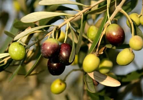 Dried Olive Leaves